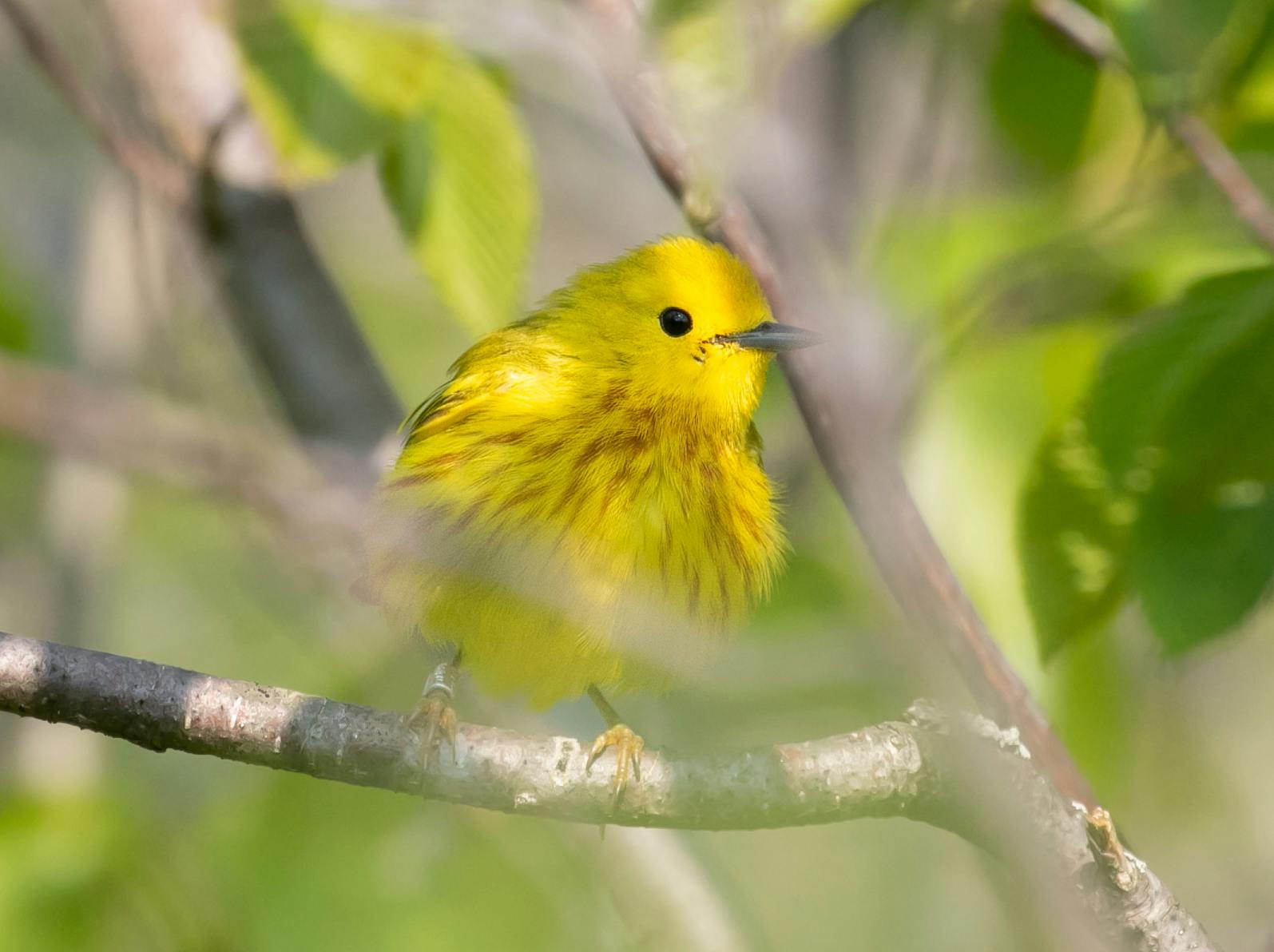 <p>A Yellow Warbler. (Photos supplied by PEPTBO Staff)</p>
